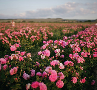 В Крыму стартовали экскурсии и фотосессии на полях цветущей розы