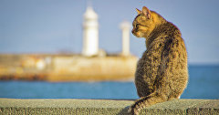 Кот на набережной Ялты