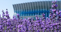 Лаванда у аэропорта Симферополь