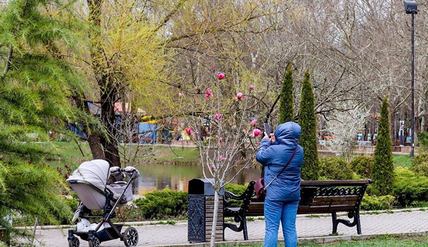 Цветение магнолии в Симферополе