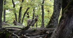 Олень в крымском лесу