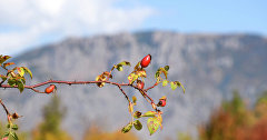 Осень в Крыму