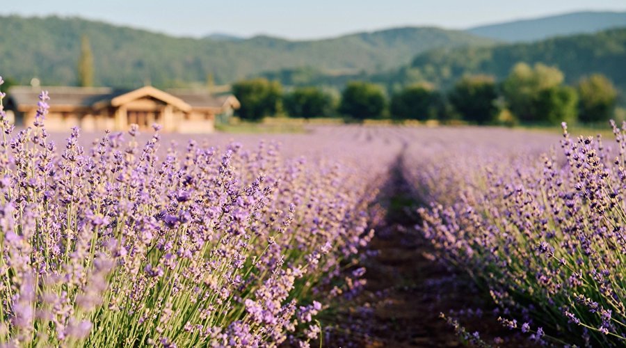 Ферма Viva Lavanda