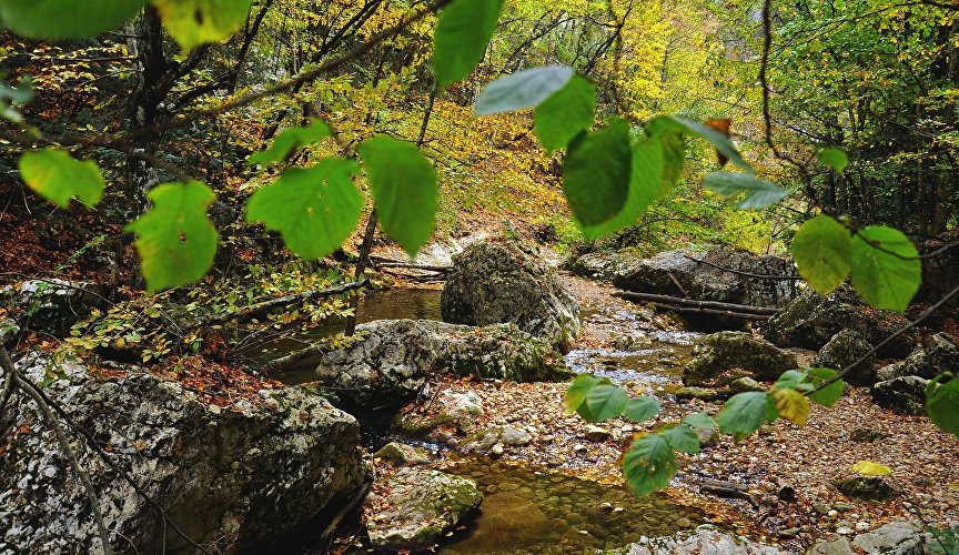 Крымский лес осенью