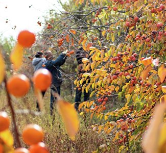 Время хурмы и киви: экзотические дары крымской осени