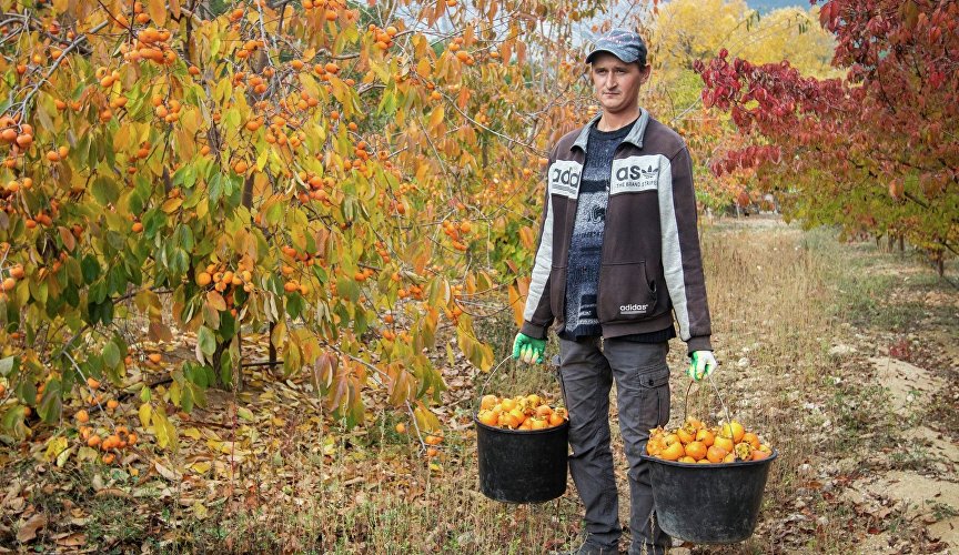 Сбор хурмы в Кореизе