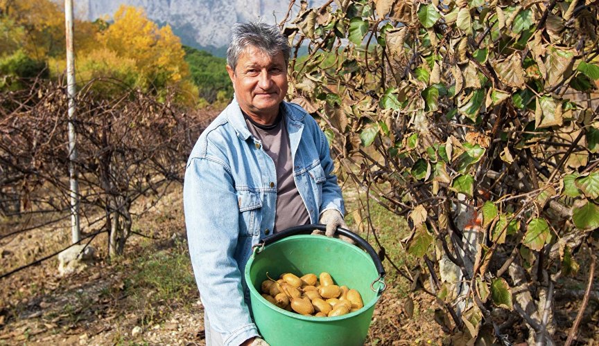 Сбор киви в Кореизе