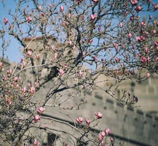 Для настроения: виртуальная прогулка по весеннему Крыму